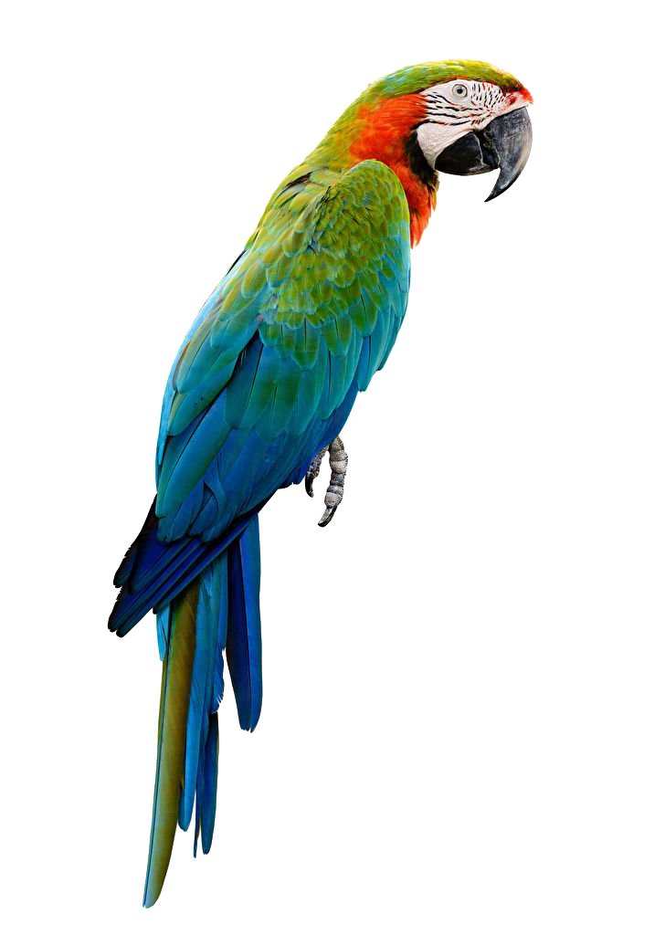 Vibrant colorful macaw parrot showcasing the diversity of pets that can benefit from comprehensive insurance coverage