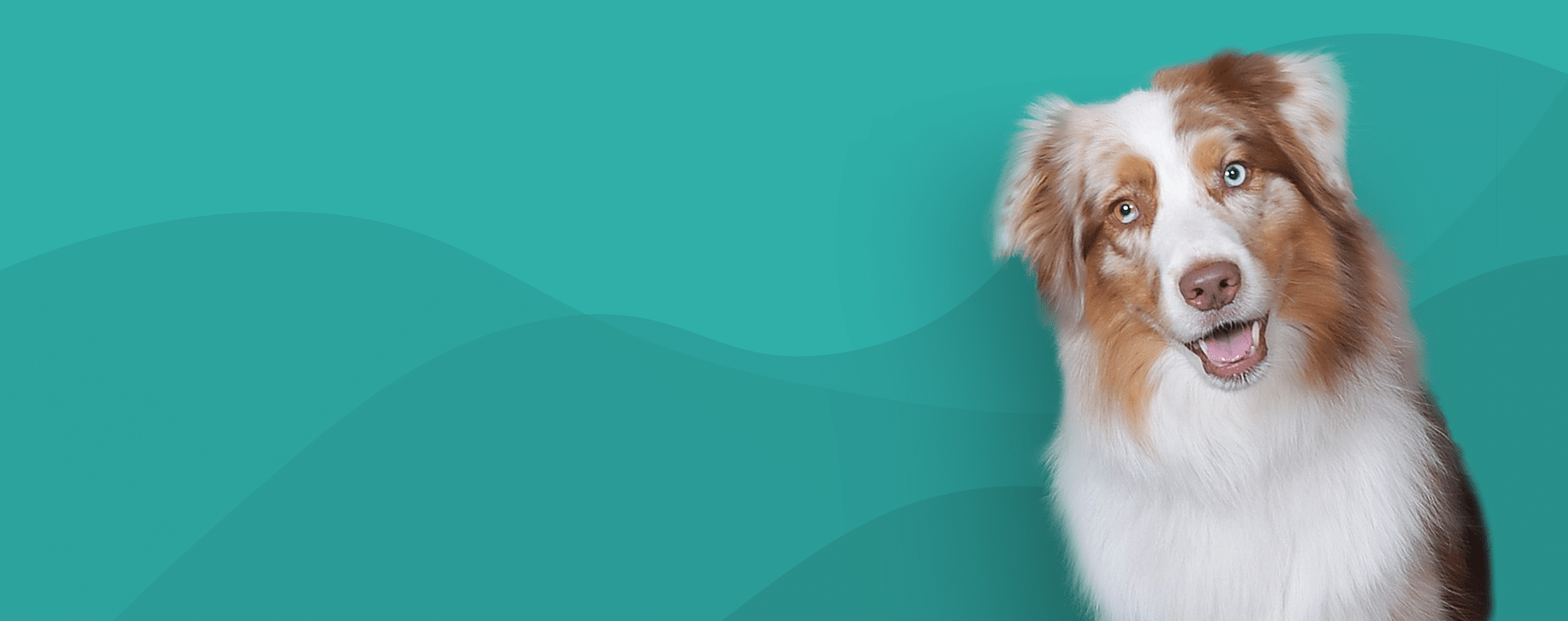 Beautiful Australian Shepherd dog with striking blue eyes against teal background representing beloved family pets protected by comprehensive pet insurance coverage