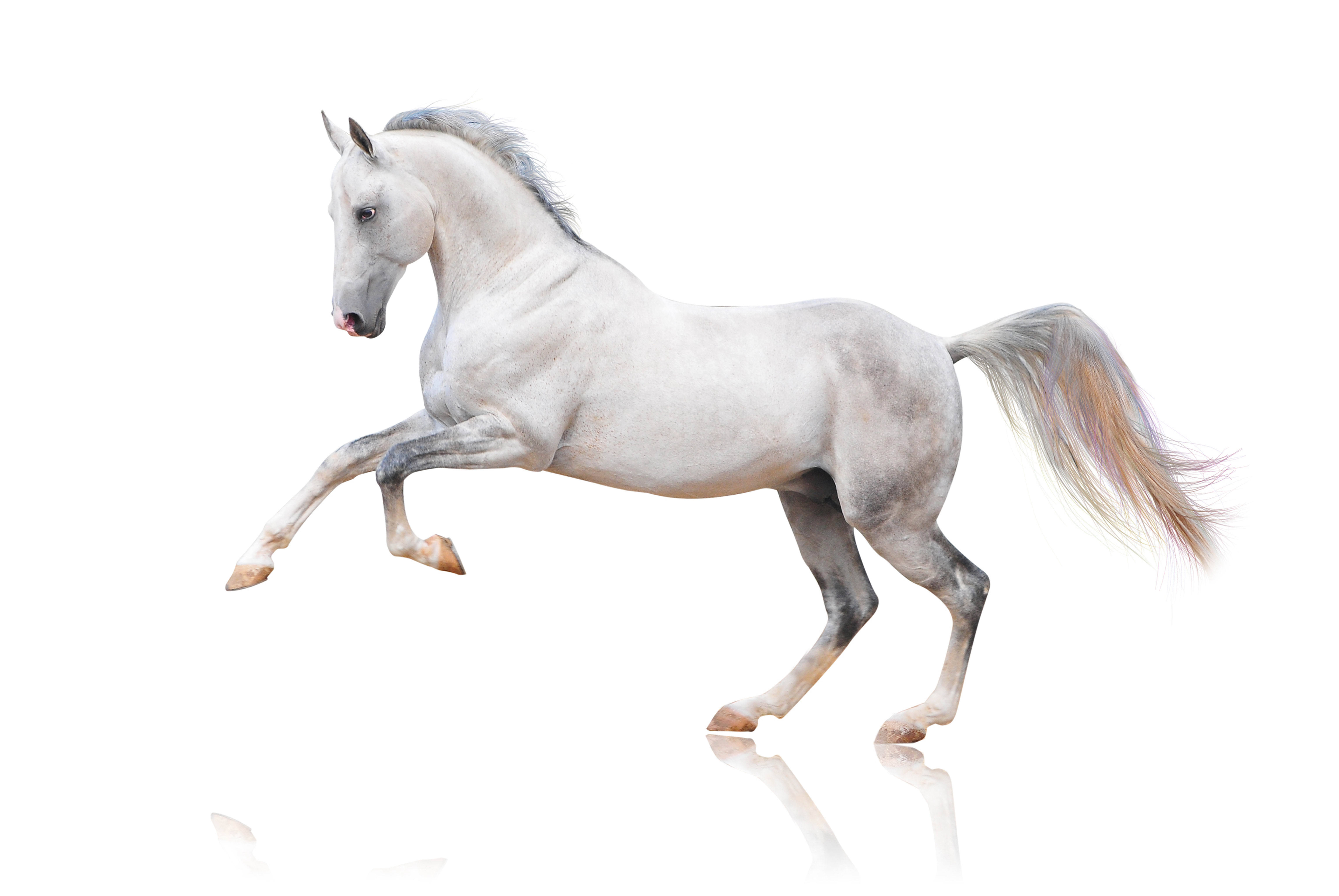 Beautiful white horse galloping representing the variety of pets that can be covered under comprehensive pet insurance plans